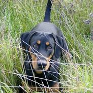 Dobermann Zita