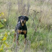 Dobermann Zita