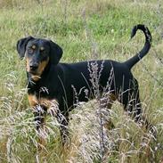 Dobermann Zita