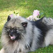 Keeshond keeshos bosco