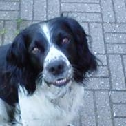 Field Trial spaniel Rusty