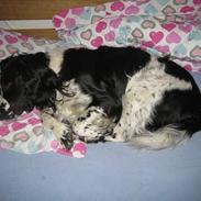 Field Trial spaniel Rusty