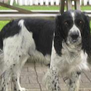 Field Trial spaniel Rusty