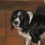Field Trial spaniel Rusty