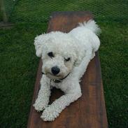 Bichon à poil frisé Futte