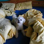 Bichon à poil frisé Futte