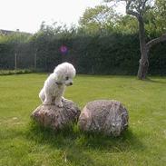 Bichon à poil frisé Futte