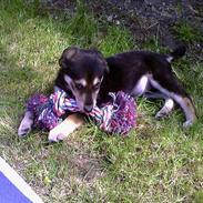 Blanding af racer Mille