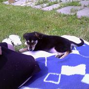 Blanding af racer Mille