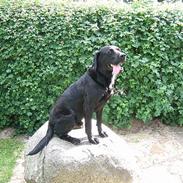 Labrador retriever      Tiger  Stur Lab.(F1)