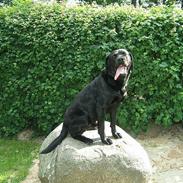 Labrador retriever      Tiger  Stur Lab.(F1)