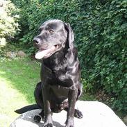 Labrador retriever      Tiger  Stur Lab.(F1)