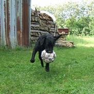 Labrador retriever      Tiger  Stur Lab.(F1)