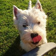 West highland white terrier - Risti.