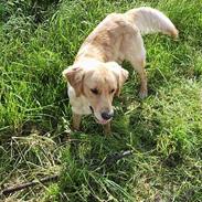 Golden retriever Highfield G. Gun Rambus