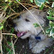 West highland white terrier - Risti.