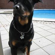 Rottweiler Nausica