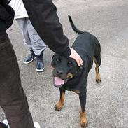 Rottweiler Nausica