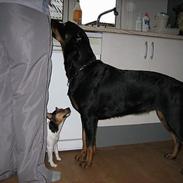 Rottweiler Nausica