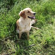 Golden retriever Highfield G. Gun Rambus