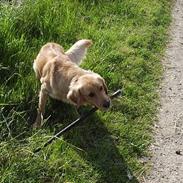 Golden retriever Highfield G. Gun Rambus