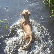 Golden retriever Highfield G. Gun Rambus