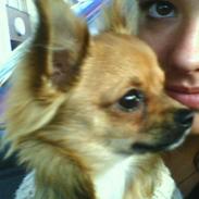 Chihuahua SHENA <3