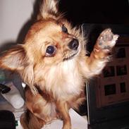 Chihuahua SHENA <3