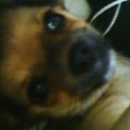 Chihuahua SHENA <3