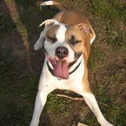 Amerikansk bulldog Kronjuuls Happy Girl