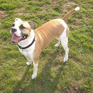 Amerikansk bulldog Kronjuuls Happy Girl
