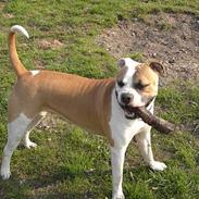 Amerikansk bulldog Kronjuuls Happy Girl