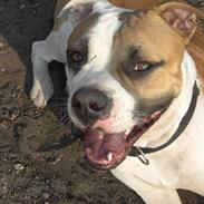 Amerikansk bulldog Kronjuuls Happy Girl
