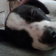 Blanding af racer Molly