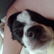 Blanding af racer Molly