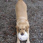 Labrador retriever Balou * 8/5-2014*