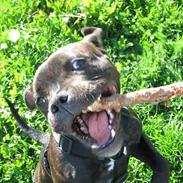 Staffordshire bull terrier *AYA*