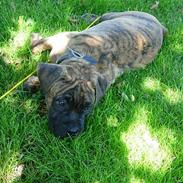 Blanding af racer Tjalfe - Nu Uden Klodser*