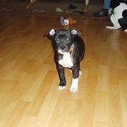 Amerikansk staffordshire terrier sif