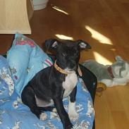 Amerikansk staffordshire terrier sif