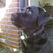 Labrador retriever Futte