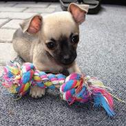 Chihuahua Tjalfe