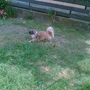 Tibetansk spaniel Zenta Kia