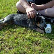 Australsk cattledog Abim