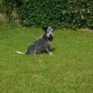 Australsk cattledog Abim