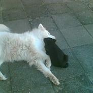 Blanding af racer Mille