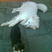 Blanding af racer Mille