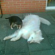 Blanding af racer Mille