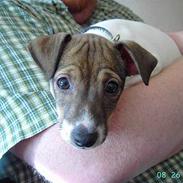 Dansk svensk gaardhund Lucky