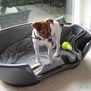 Dansk svensk gaardhund Lucky